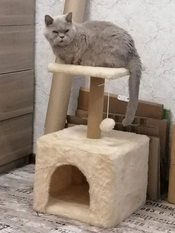 Когтеточка с домиком 36х36х62 см